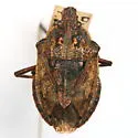 Brochymena myops - photo 4