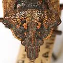 Brochymena myops - photo 5