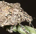Brochymena parva - photo 2
