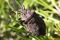 Brochymena punctata