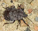 Brochymena punctata - photo 2
