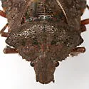 Brochymena punctata - photo 3