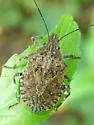 Four-humped Stink Bug