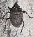 Four-humped Stink Bug - photo 2