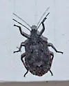Four-humped Stink Bug - photo 3