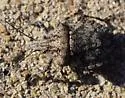 Four-humped Stink Bug - photo 4