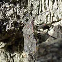 Four-humped Stink Bug - photo 5