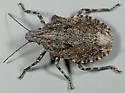 Brochymena sulcata - photo 2
