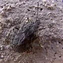 Brochymena sulcata - photo 3
