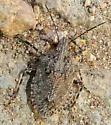 Brochymena sulcata - photo 5