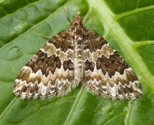Broken-barred Carpet - Electrophaes corylata