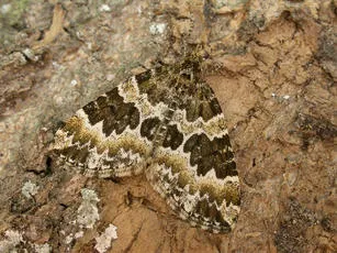 Broken-barred Carpet - photo 2