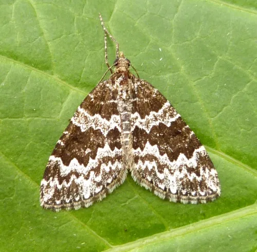 Broken-barred Carpet - photo 3