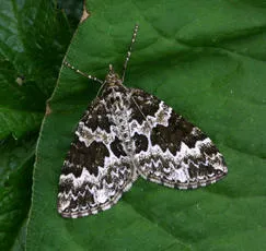 Broken-barred Carpet - photo 4