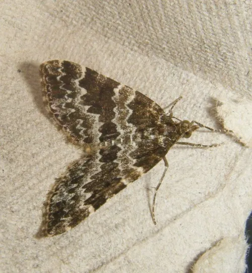 Broken-barred Carpet - photo 5