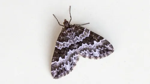 Broken-barred Carpet - photo 6