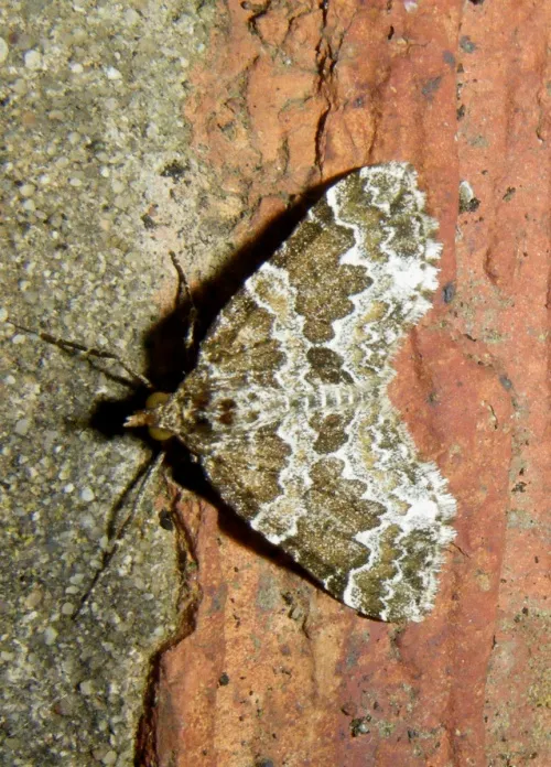 Broken-barred Carpet - photo 7