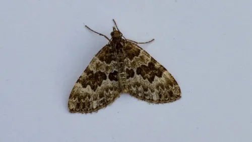 Broken-barred Carpet - photo 8