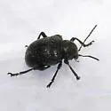 Western Grape Rootworm - photo 2