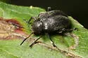 Western Grape Rootworm - photo 3