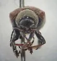 Western Grape Rootworm - photo 4