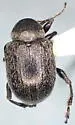 Western Grape Rootworm - photo 5