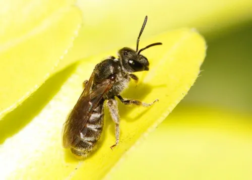 Bronze Furrow Bee