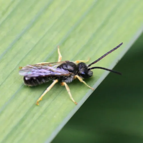 Bronze Furrow Bee - photo 2