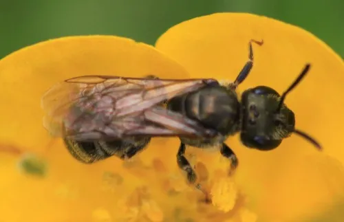 Bronze Furrow Bee - photo 3