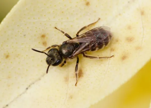 Bronze Furrow Bee - photo 4