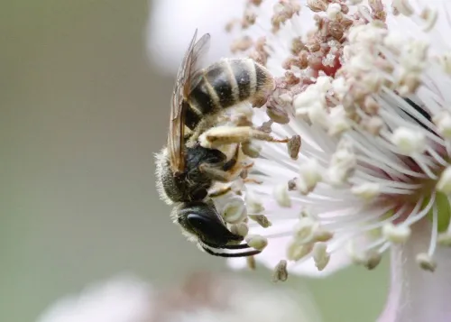 Bronze Furrow Bee - photo 5