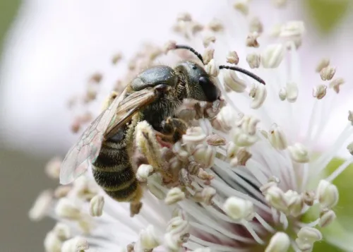 Bronze Furrow Bee - photo 6