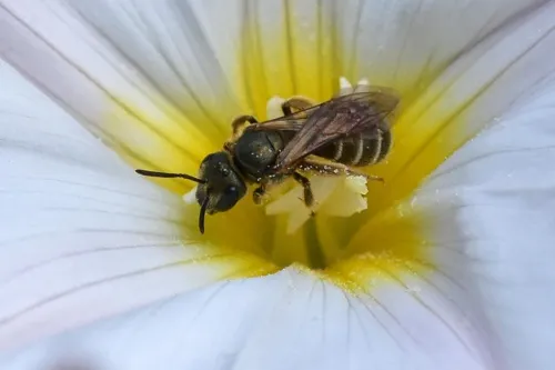 Bronze Furrow Bee - photo 7