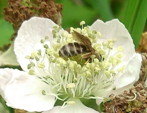 Bronze Furrow Bee - photo 8