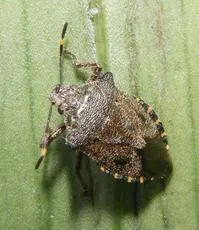Bronze Shieldbug - photo 4