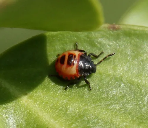 Bronze Shieldbug