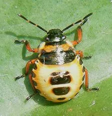 Bronze Shieldbug - photo 2