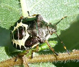 Bronze Shieldbug - photo 3