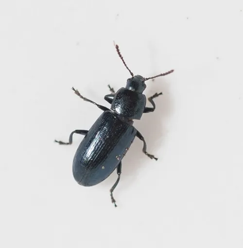 Brooklime Leaf Beetle