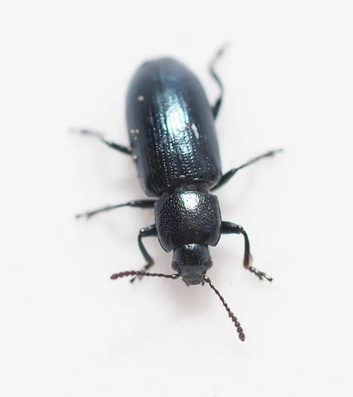Brooklime Leaf Beetle - photo 2