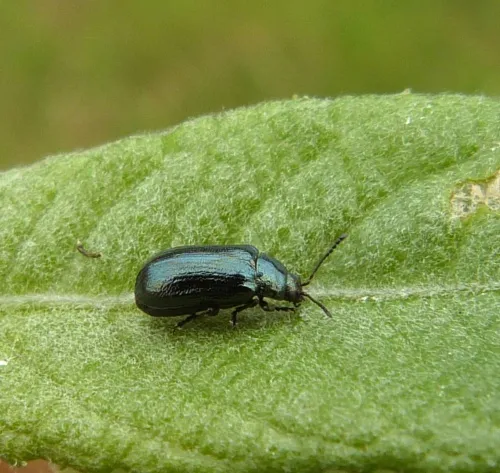 Brooklime Leaf Beetle - photo 3
