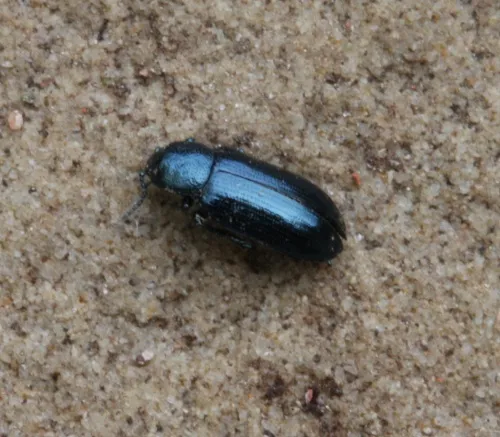 Brooklime Leaf Beetle - photo 4