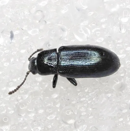 Brooklime Leaf Beetle - photo 5