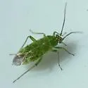Hollyhock Plant Bug