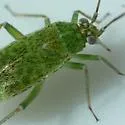 Hollyhock Plant Bug - photo 2