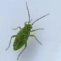 Hollyhock Plant Bug - photo 3