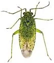 Brooksetta malvastri