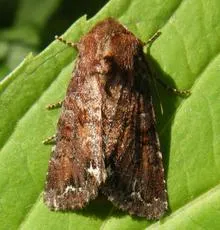 Broom Moth - photo 2