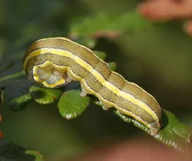 Broom Moth - photo 3