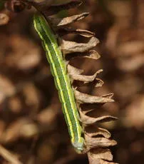 Broom Moth - photo 4